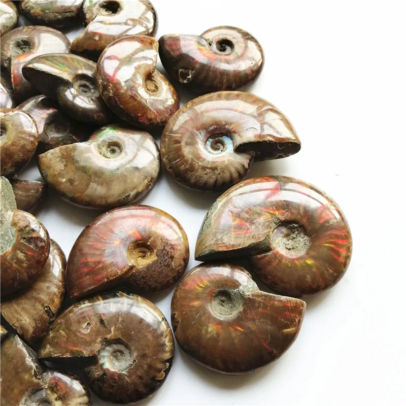 Спиральный аммолитный натуральный аммонит ископаемые чисто натуральные кусочки