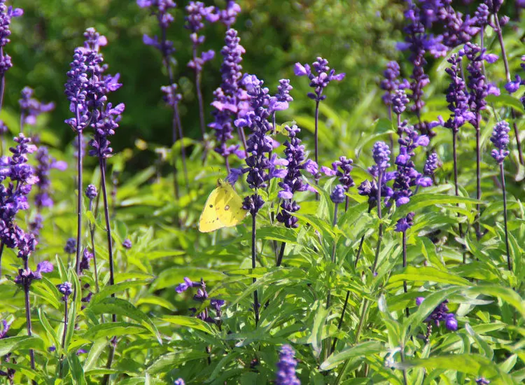 Scutellaria Baicalensis растительный экстракт в порошке 85% Baicalin Baikal Skullcap для