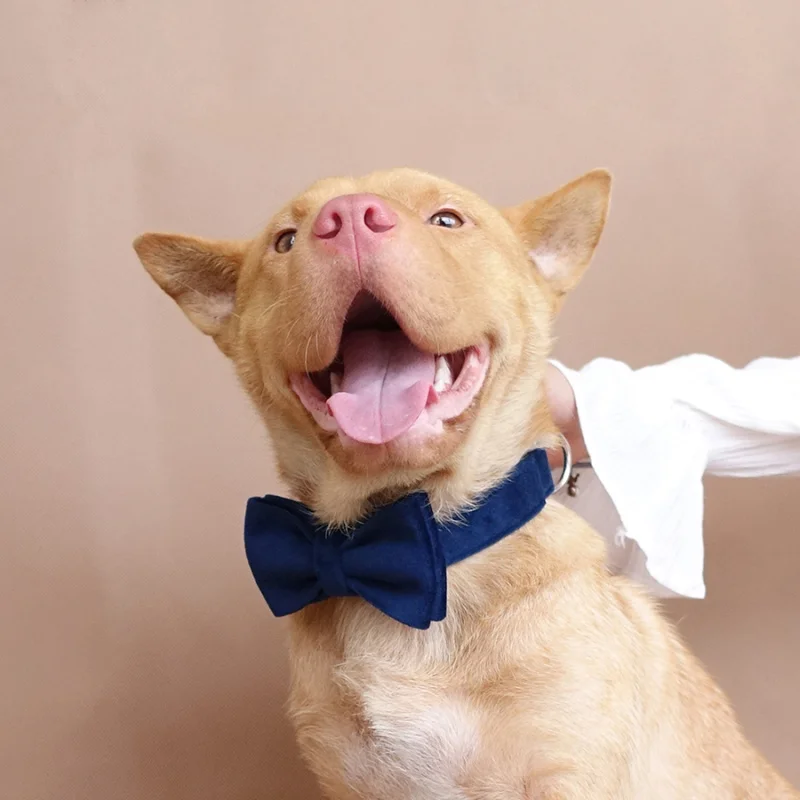 MUTTCO ошейник поводок набор аксессуар для домашних животных Сапфир Регулируемые