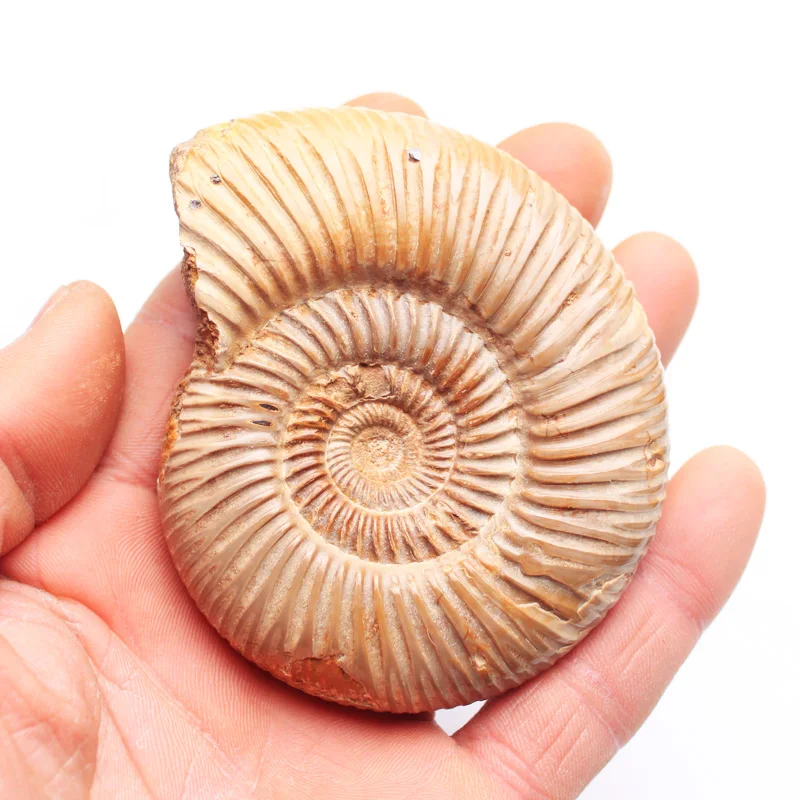 

Natural white shell fossil furnishing ore