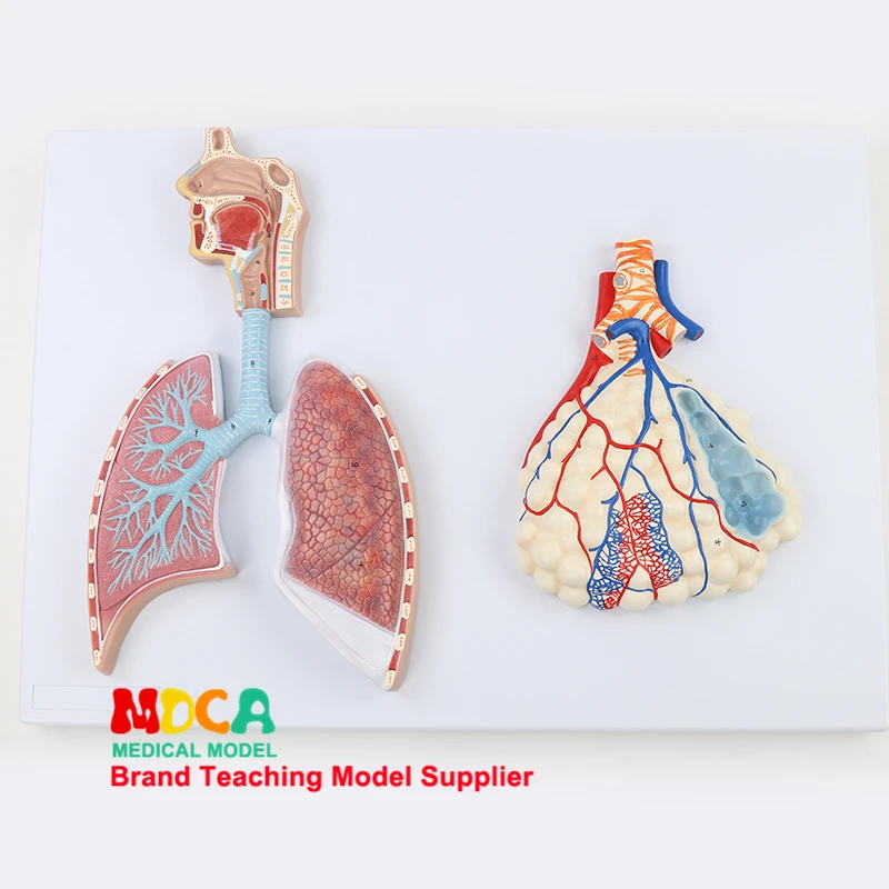 Medical teaching of alveolar lobe, bronchus, oropharynx and larynx in relief model of human respiratory system MHXXT001