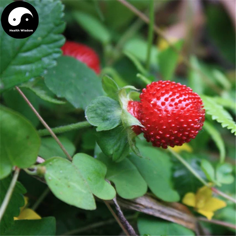 Купить индийская клубника Semente 400 шт растение Herba Duchesneae Indicae для She Mei
