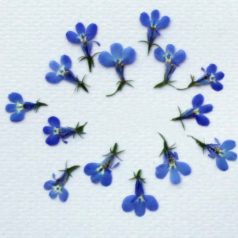 

Small Dried Pressed Flower Blue Lobelia True Plants For DIY Resin Bracelet Free Shipment 120 Pcs