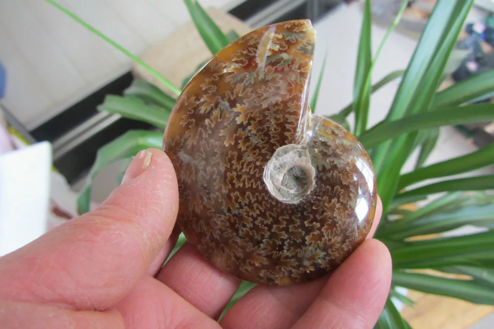 

79.8g NATURAL BEAUTIFUL ammonite FOSSIL SPECIMEN