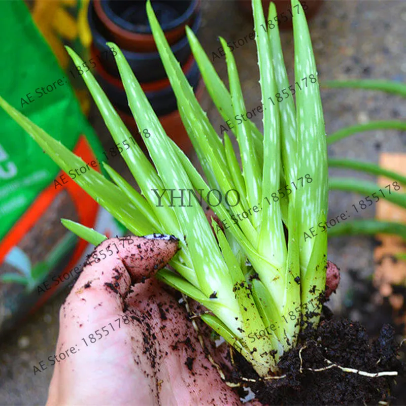 100 шт. съедобные фрукты алоэ вера Красота Косметика Флорес бонсай растение для