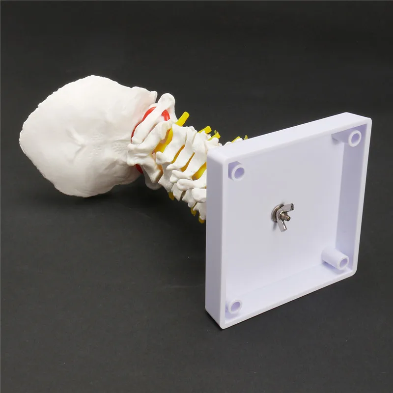 Анатомическая модель позвоночника и 18 см Размер жизни шейный позвоночник