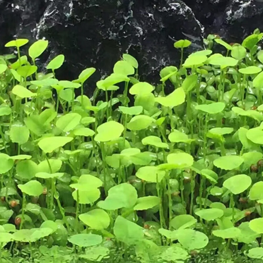 8 г/пакет семена травы для аквариума Крытый водной декор из растений рок лужайка сад передний план посадки Пейзаж орнамент