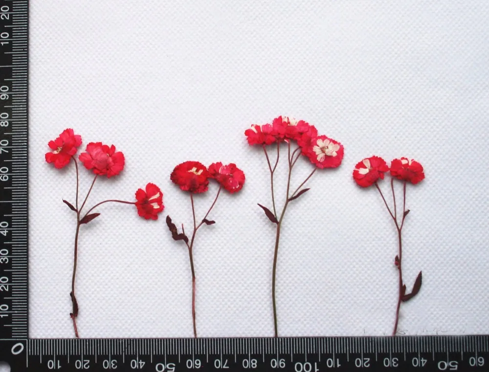 Цвет поглощения ромашки прессованный цветок DIY ручной работы материал