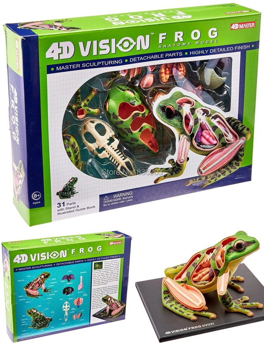 4D Master vision медицинская модель анатомии лягушки Череп Скелет анатомическая
