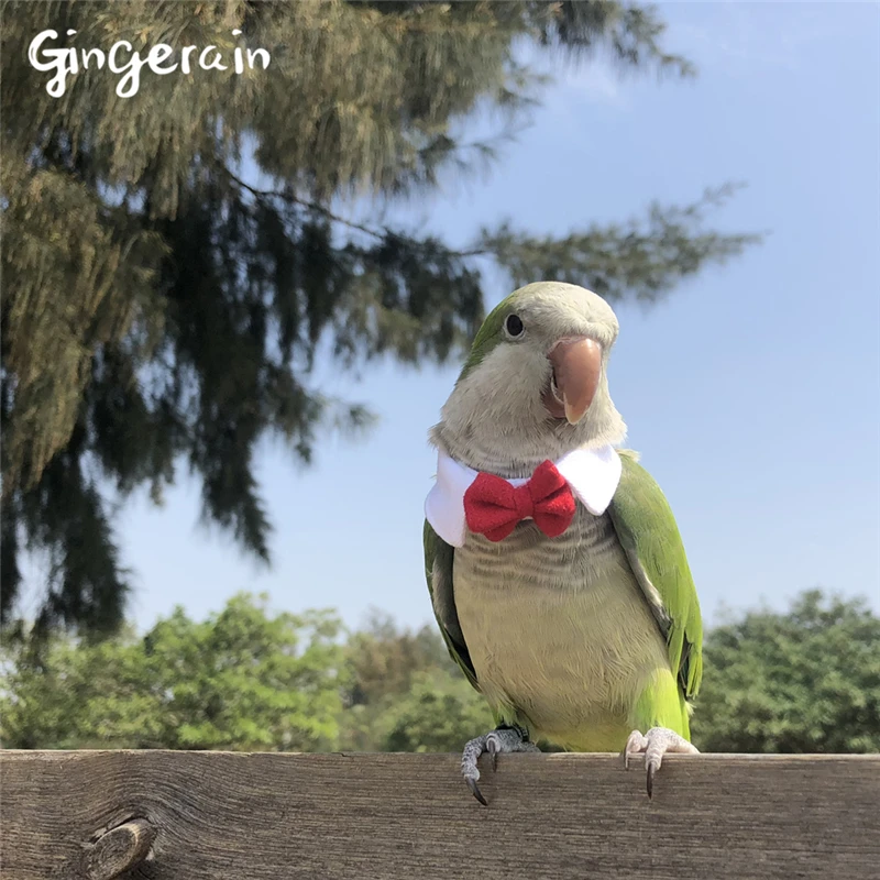 Gingerain одежда с птицами попугай одежда маленький галстук ручной работы на заказ одежда с птицами свитер с капюшоном маленький галстук