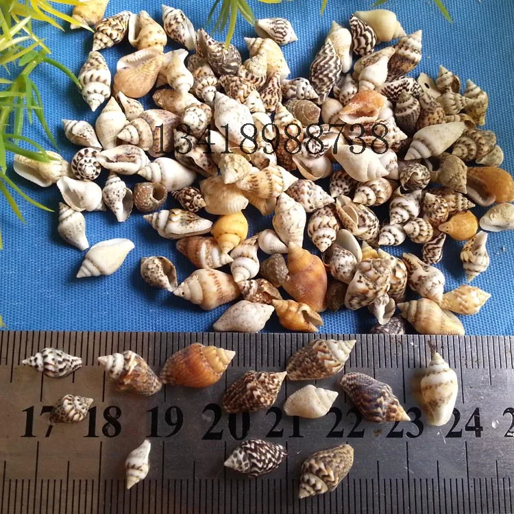 250 шт./лот натуральные раковины маленькие украшения свадебные размер 0 8-1 5 см