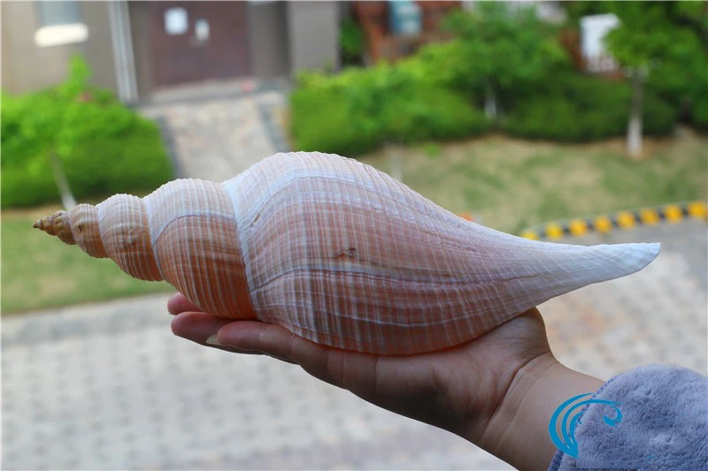 Aqumotic натуральный раковины Австралия Длинные улитки Dafa винт секретный патриарший даосский Рог полуфус Колизей украшения