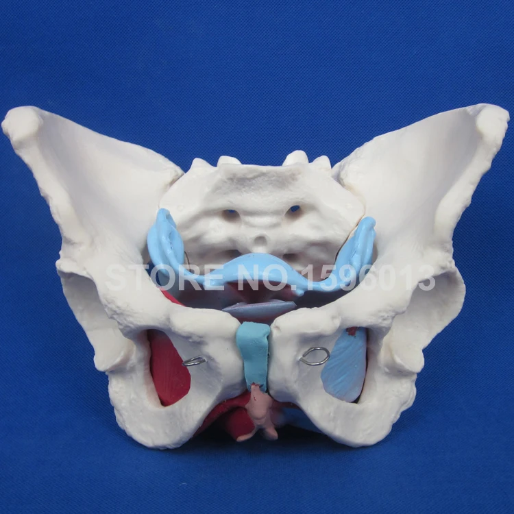 Модель таза для женщин с мышцами и органами анатомическая модель | Канцтовары