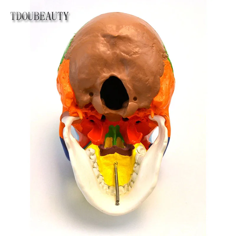 Манекен 22 дюйма анатомическая модель черепа TDOUBEAUTY с дидактической окраской 3