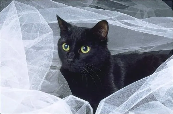 Алмазная вышивка Алмазный крест картина впечатляют Cat мозаика иглоукалывание