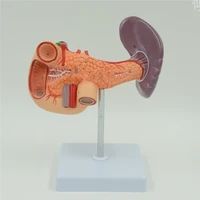 human liver pancreas and duodenum anatomical model medical anatomy teaching resources