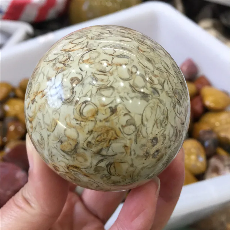 

1PCS natural shell fossil sphere smooth polished pebble reiki therapy chakra stone home decoration