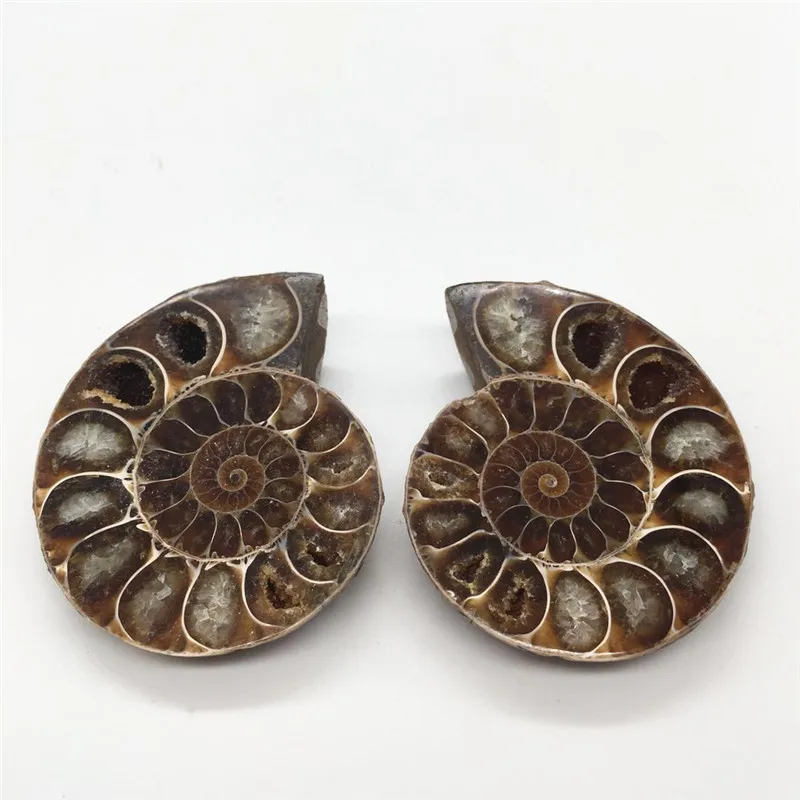 2 шт Половина вырезать аммонит оболочки пара Fossil образец из Мадагаскара модное