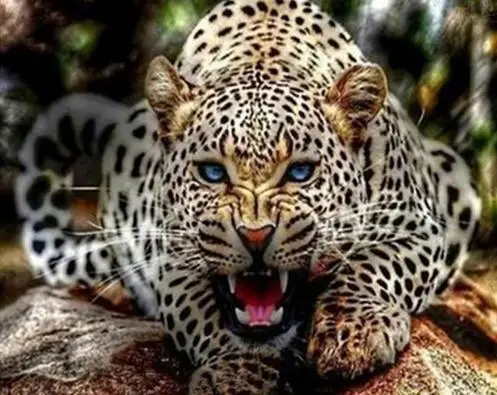 

diamond painting leopard,3d embroidery,animal,painting rhinestone,leopard,diamond mosaic