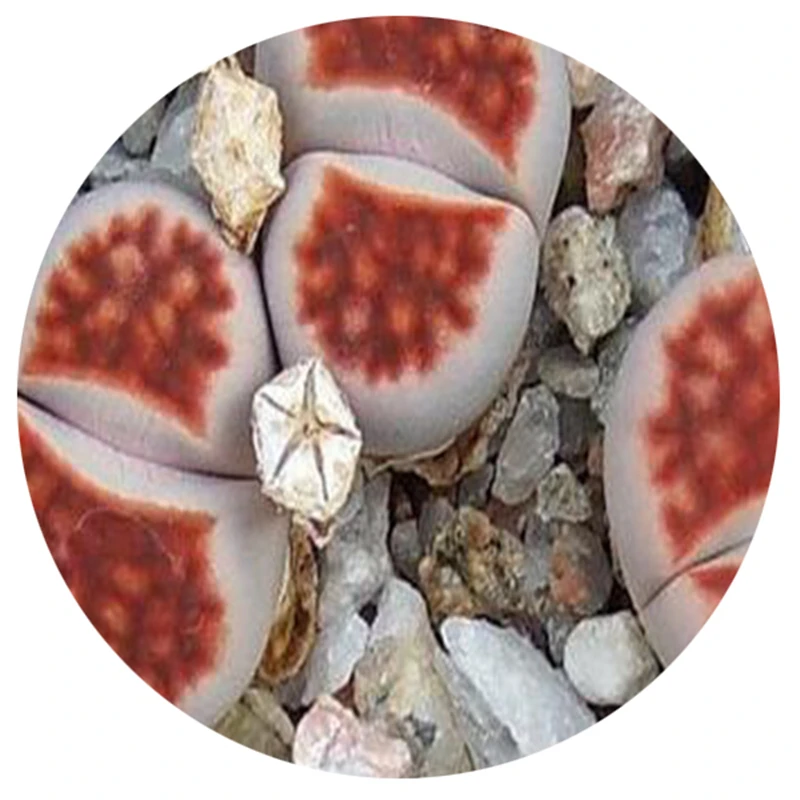 20Pcs Ruschiorum