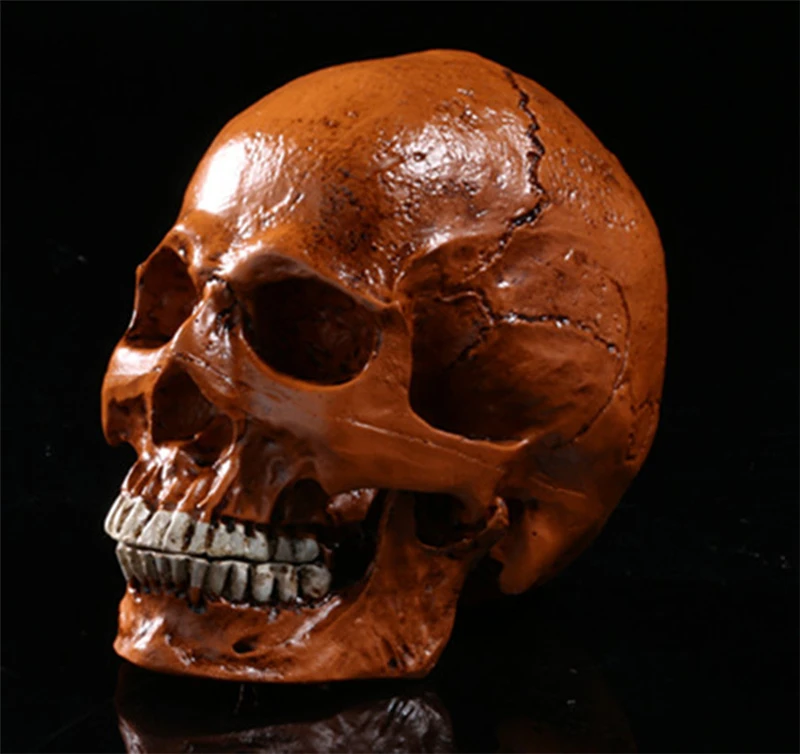 

Human.skull model medical simulation teaching equipment resin skull Ornament Gift YTTG006