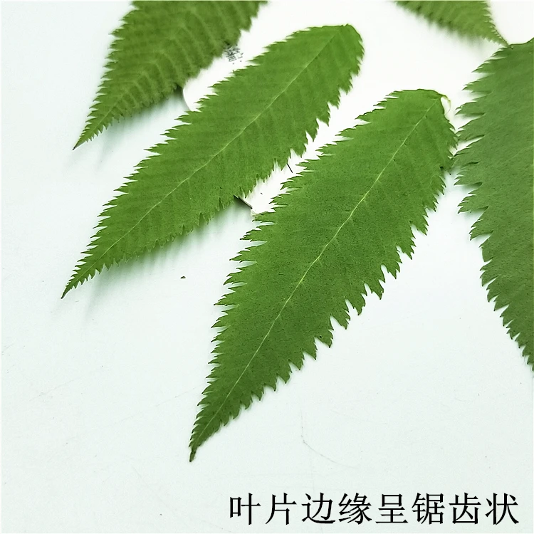 12 шт. высушенные цветы для оформления искусств | Дом и сад