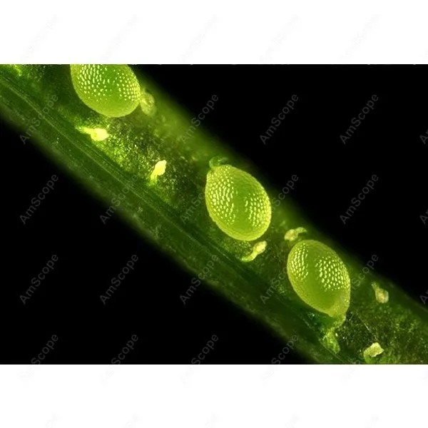 Флуоресцентный Инвертированный микроскоп EPI AmScope Supply 40x 1000x флуоресцентный +