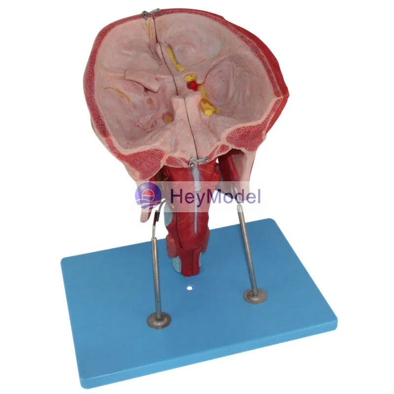 Назальная ротовая фармацевтическая ГОРЛОВАЯ модель HeyModel|anatomy model|anatomy muscleanatomy muscle