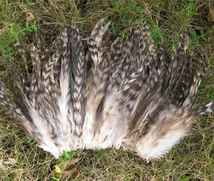 Бесплатная доставка натуральный 100 шт/партия зазубренный петух гризли перья 5-6