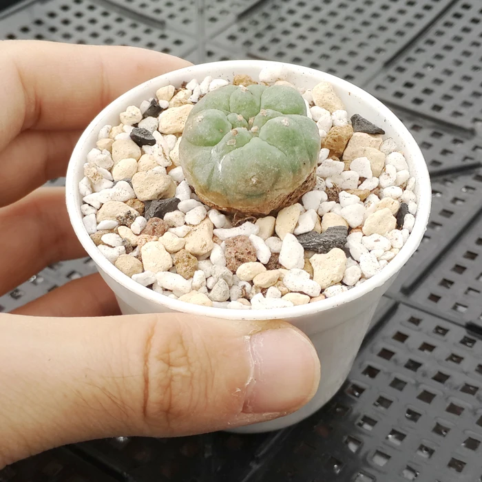 Горшок пластиковый для садовых растений 6 5 Х5 см 80 шт.|pot garden|garden potsflower pot bonsai |