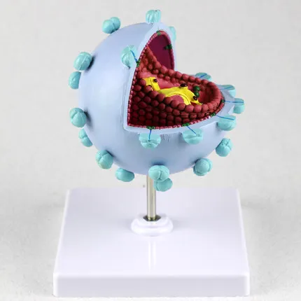 Модель вирусного человека демонстрационная модель со спидами и Cytopathic усилением