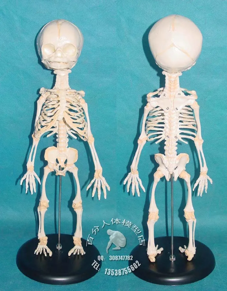 

PVC baby skeleton mannequin human skeleton model sketch model of human fetal bone specimens model