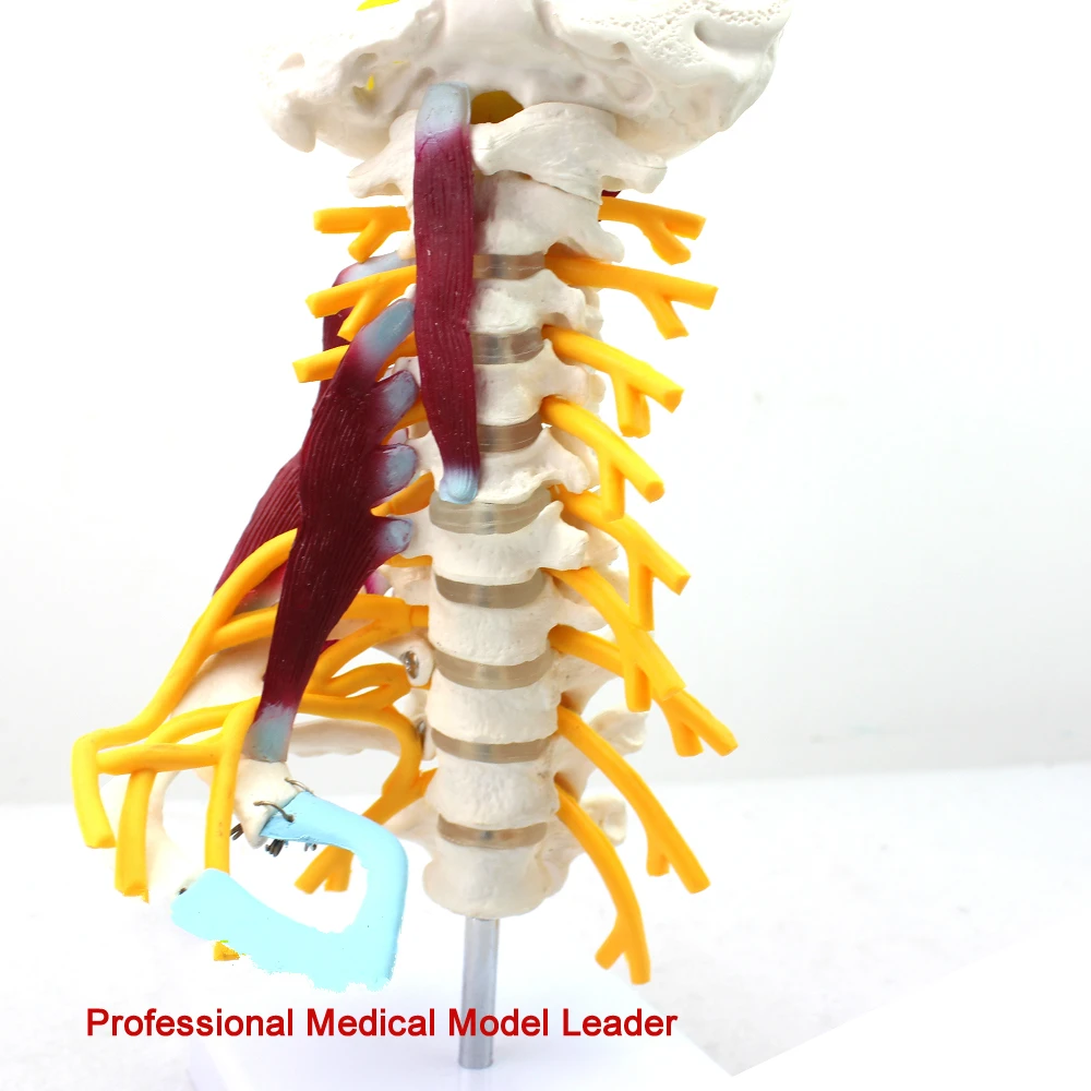 Медицинская модель шейного отдела позвоночника brachial plexus neuromuscular