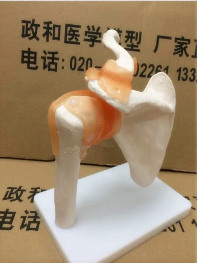 Натуральный размер человеческая кожа анатомический череп анатомические