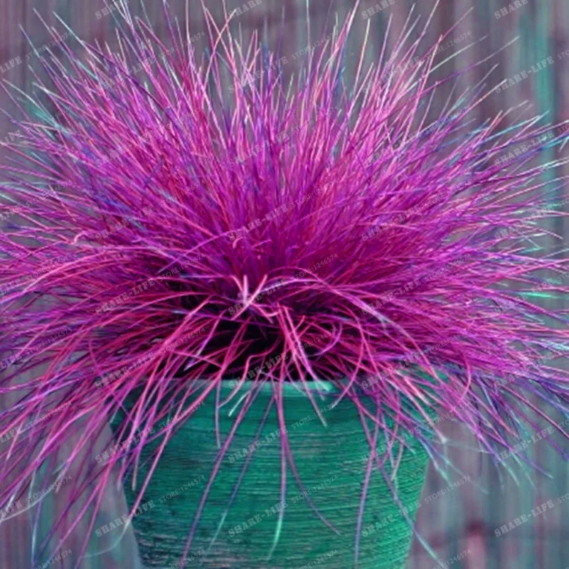 100 шт 4 цвета Фескью трава бонсай (Festuca glauca) многолетняя выносливая декоративная