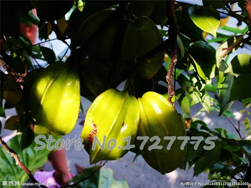 5 шт./лот carambola (star fruit) Семена не-трансгенный домашний сад бесплатная доставка