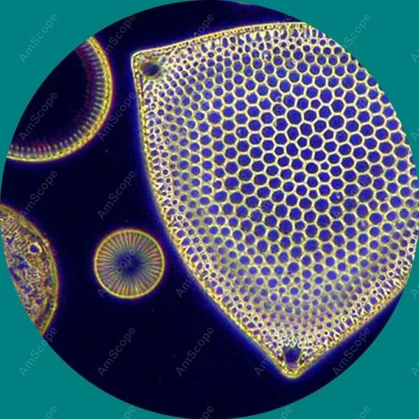 Darkfield Brightfield Биологический микроскоп AmScope поставляет 40X 1600X Профессиональный