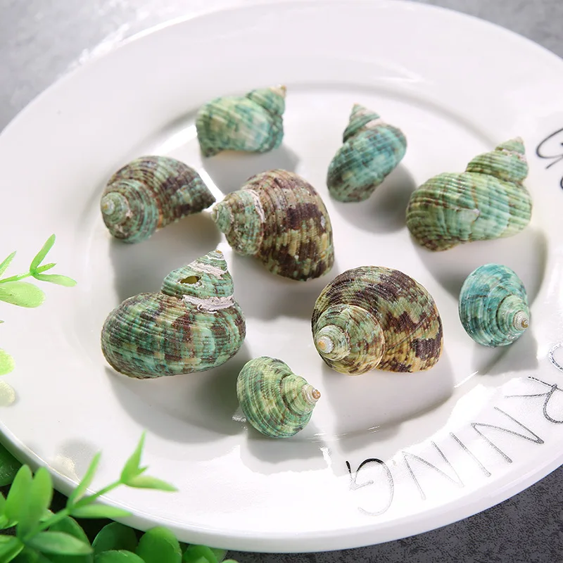 Happy Kiss 30pcs 2-3cm Sea natural conch green sea shell decorates aquarium to place article | Дом и сад