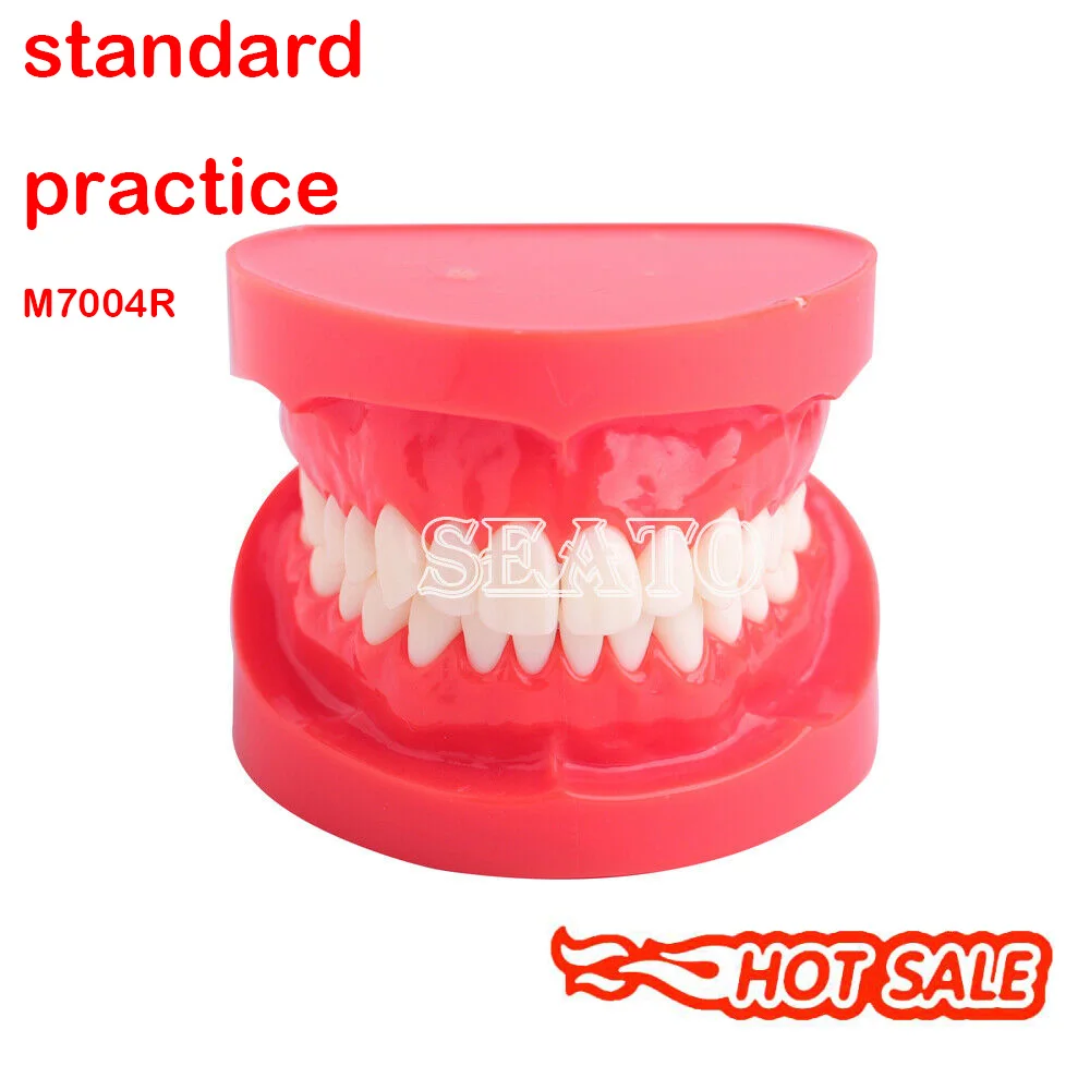 Демонстрация для взрослых модель зубов Typodont 7004 обучающая | Красота и здоровье