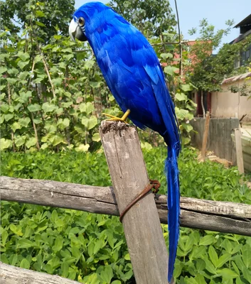 large 45cm blue feathers parrot model bird stage prop garden decoration birthday gift w2027 | Игрушки и хобби