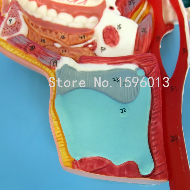 Модели нервов и сосудов в черепе лица рот нос лекарство ларинкс с сосудами