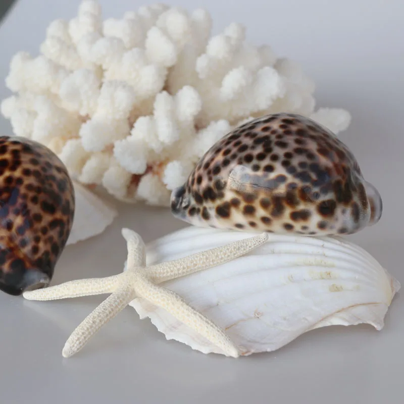Бесплатная доставка (2 шт./лот) натуральная раковина и из тигра украшение для дома