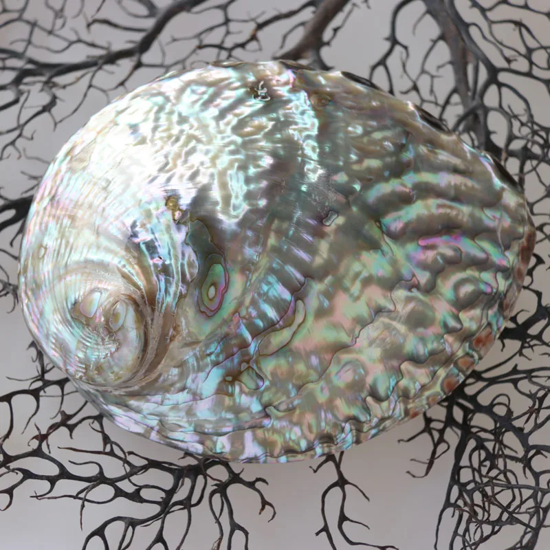 Австралийский корпус Abalone натуральный и раковины украшения для дома морского