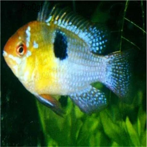 Apistogramma 1 50 шт набор Apistogramma ramirezi - Цвет: Apistogramma 1