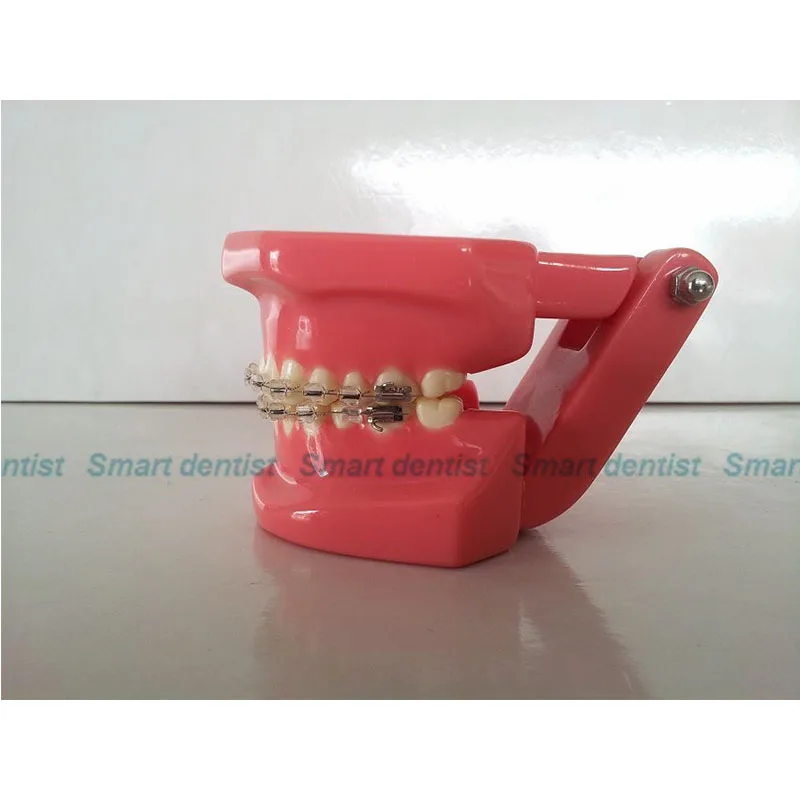 

Dental Anatomical Model Natural Size Comprehensive Orthodontic Tooth Model 28 Teeth Metal Brackets dentistry tool dentistry
