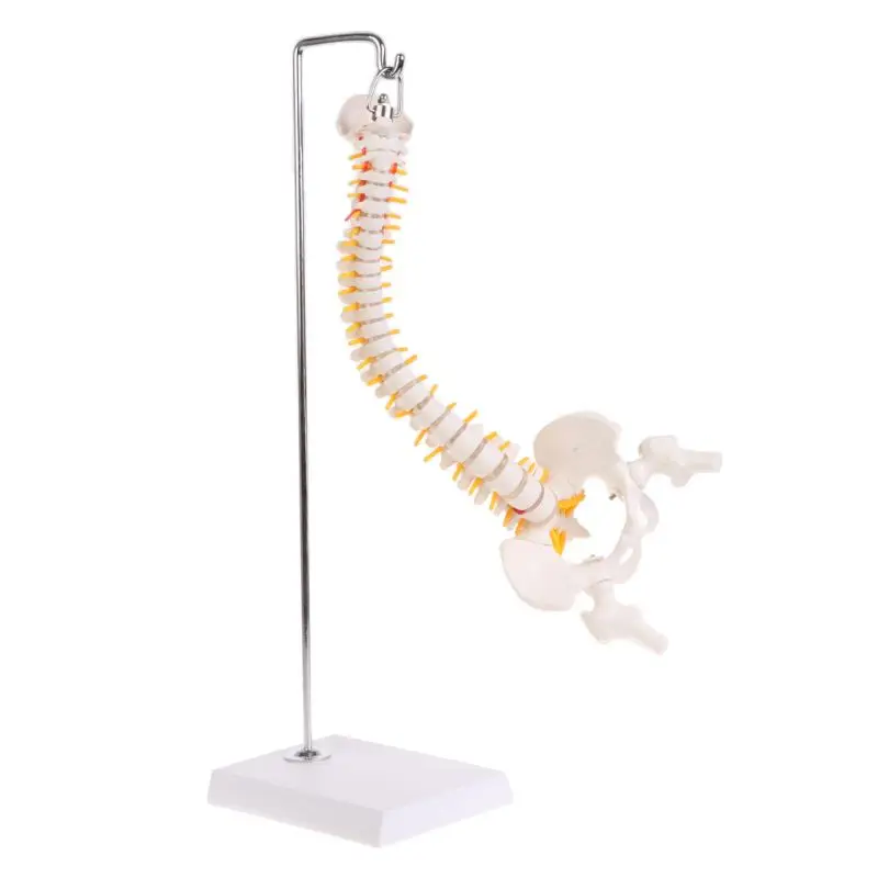 45cm Flexible Human Spinal Column Vertebral Lumbar Curve Anatomical Model Anatomy Spine Medical Teaching Tool