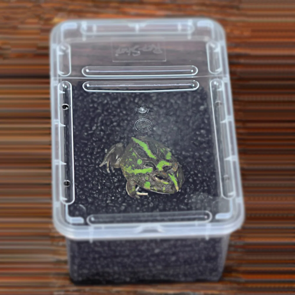 Рогатая лягушка подложка из активированного угля Террариум Vivarium амфибия легкая
