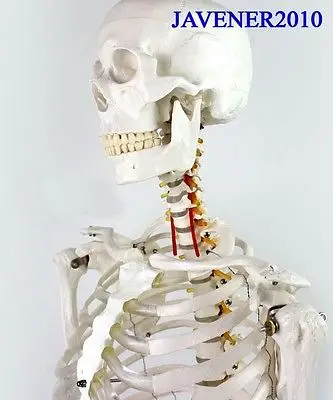 170 см Мужская анатомическая модель естественного размера с подставкой|anatomy