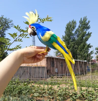 

30cm coloured feathers parrot bird,artificial bird polyethylene&feathers handicraft garden decoration toy gift a2100