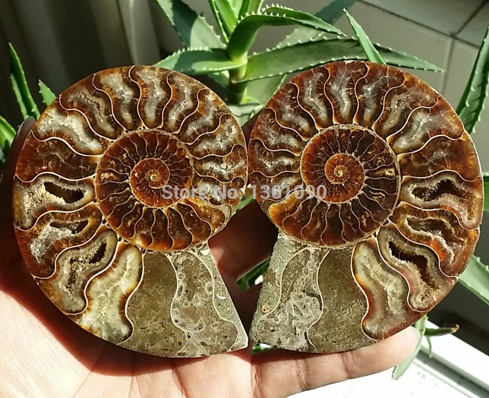 

xd j00308 1 pair of Split Ammonite Fossil Specimen Shell Healing Madagascar